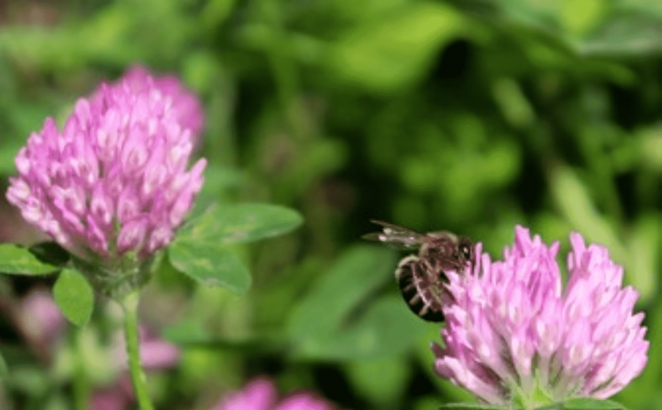 The Sweet Sting: Apis Mellifica and Its Remedial Wonders in Homeopathy